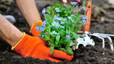 service de plantation de fleurs près de Béthune