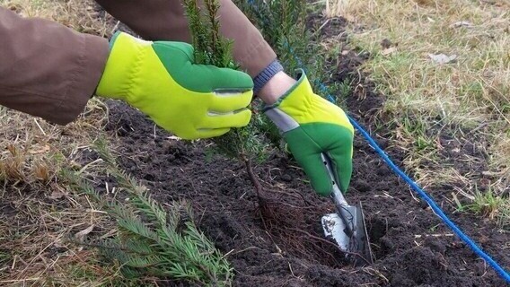 Plantation de haie près de Béthune